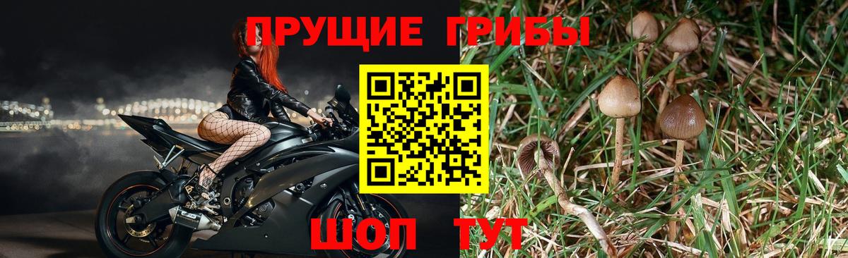 Псилоцибиновые грибы мухоморы Жигулёвск